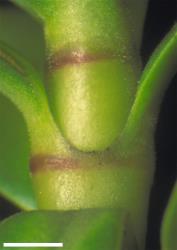 Veronica murrellii. Shortly connate leaf bases. Scale = 1 mm.
 Image: W.M. Malcolm © Te Papa CC-BY-NC 3.0 NZ